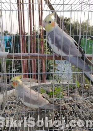 কেকাটেল পাখি